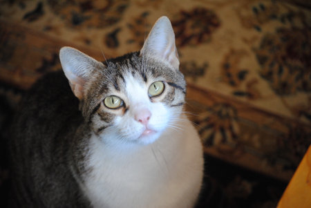 Domestic cat on the couch. Close-up. Select focus.の写真素材