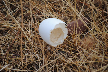 Eggs in the dry grass. Shallow depth of field.の写真素材