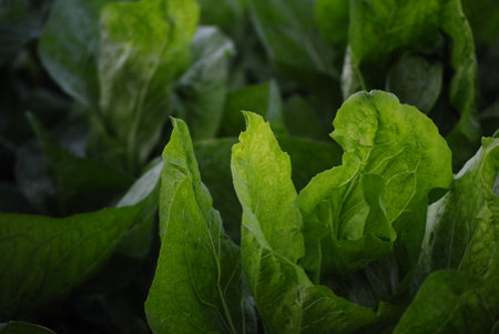 lettuce growing in the field, closeup of green leavesの写真素材