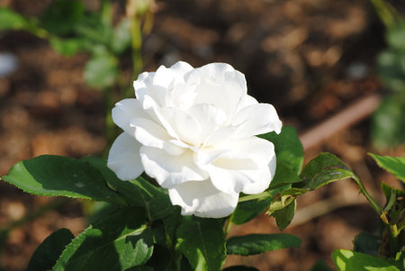 White rose in the garden on a background of green leaves, close-upの写真素材