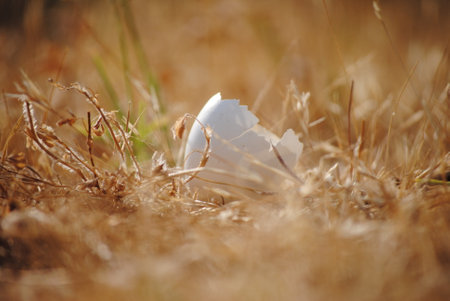 Eggshell in the dry grass. Shallow depth of field.の写真素材