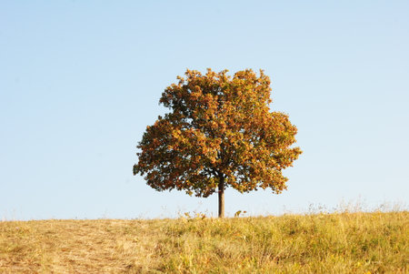 Autumn tree in the meadow on a background of blue skyの写真素材