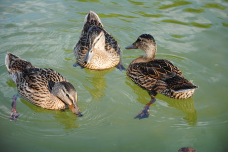 ducks in the lake on a sunny day, closeup of photoの写真素材