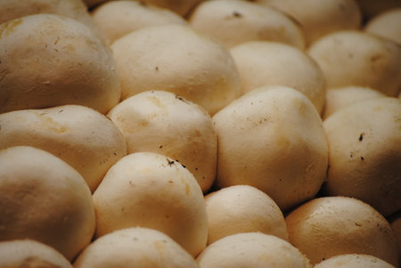 Mushroom mushrooms in the market, close-upの写真素材
