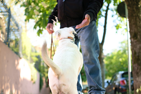 White dog in urban environment going to his owners hands.の写真素材