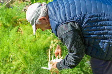 Senior man with white cup and blue coat working his fennel cropsの写真素材