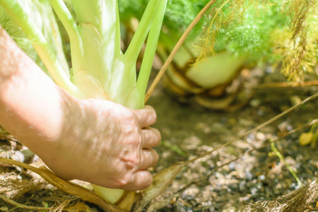 Young hand picking fennel planted in farmlandの写真素材