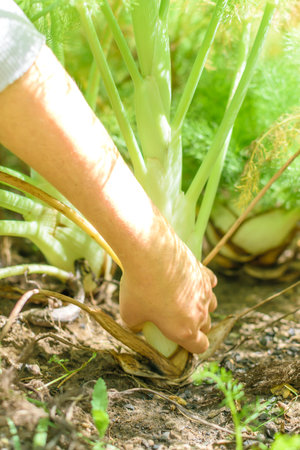 Young hand picking fennel planted in farmlandの写真素材
