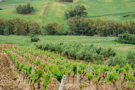 Picture of Vineyard in sunset at Trapani, Sicilyの写真素材