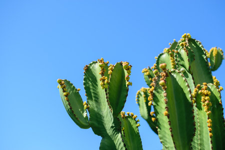 Image of cactus plants in good growth with blue clear sky backgroundの写真素材