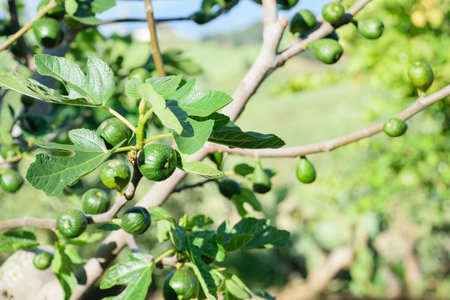 Image of fig trees in good growth with blue clear sky background.の写真素材