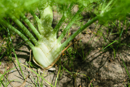 Image of Fennel planted in farmland with soil backgroundの写真素材