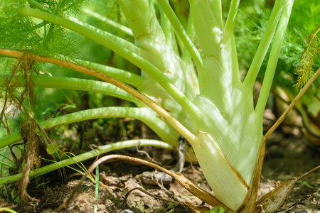 Image of Fennel planted in farmland. Harvesting and agricultureの写真素材