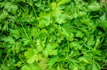 image of parsley stocked in market for consumptionの写真素材