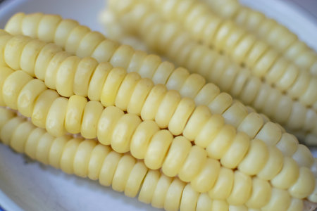 Corn cob called choclo, very popular ingredient in Latin Americas recipesの写真素材