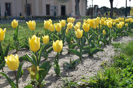 Set of yellow tulips in spring lined up along medieval garden with dim sunlightの写真素材