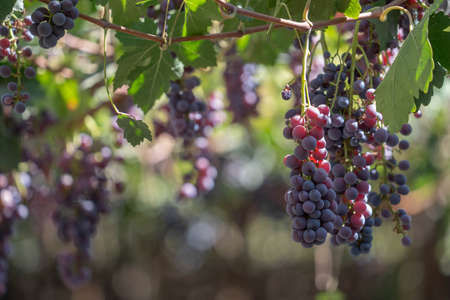 Bunch of red grapes on a vine with green leaves around