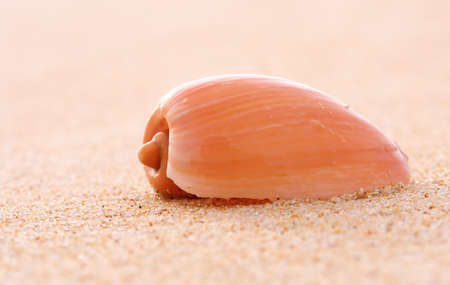 Sea shell detail in beach sand background