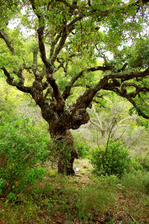 Quercus sober tree, typical mediterranean vegetation in south Portugal