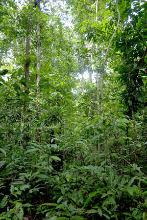 Amazon trees and vegetation natural pattern                       の写真素材