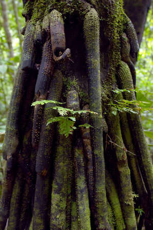 Amazon tropical tree detail pattern                          の写真素材