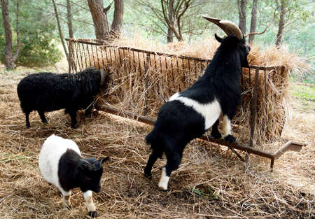 Goats, tradicional domestic farming in rural turistic farm                               の写真素材