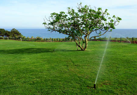 Irrigation system watering lawn and "ficus carica" tree                         の写真素材