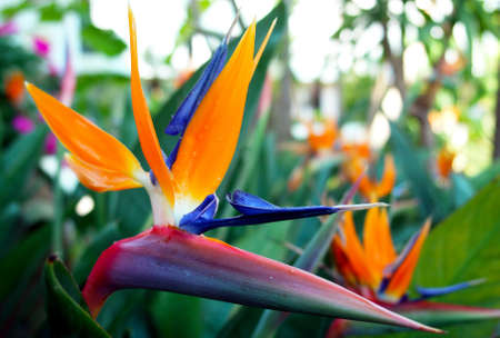 Sterlitzia reginae flower detail, know as "Bird of paradise"の写真素材