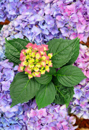 Hydrangea macrophylla, knowed as "Hortencia" flower detail                                                の写真素材