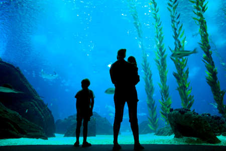 People silhouettes in aquarium backgroundのeditorial素材