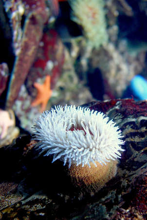 Anemone underwater  Urticina piscivora の写真素材