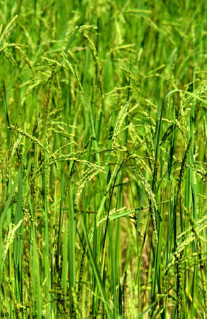 Green rice field texture wallpaper, Nepalの写真素材