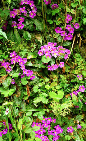 Flowerbed covering Nepal plant, detail patternの写真素材