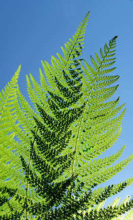 Fern leaf pattern detailの写真素材