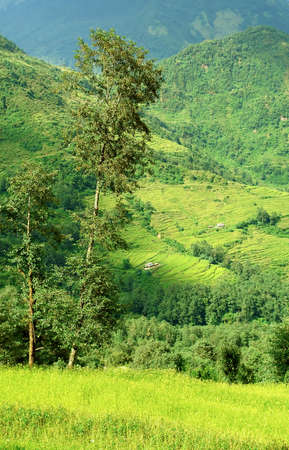Beautiful himalayan forest landscape, trek to Annapurna Base Camp in Nepal                               の写真素材