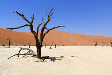 Sossusvlei dead valley landscape in the Nanib desert near Sesriem, Namibia の写真素材