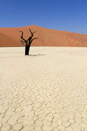 Sossusvlei dead valley landscape in the Nanib desert near Sesriem, Namibia の写真素材