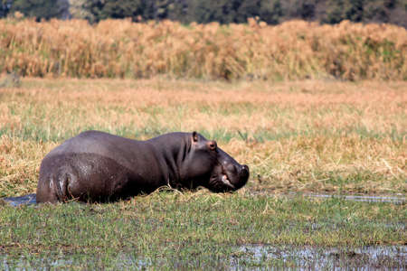 Wild hippopotamus in waterhole, Mahango game park, Namibia
