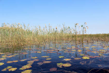 Okavango Delta water and  Cyperus papyrus  plant landscape  North of Botswana の写真素材