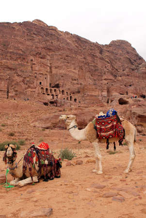 Cammels at Petra, Urn Tomb in the background, Lost rock city of Jordan  Petraのeditorial素材