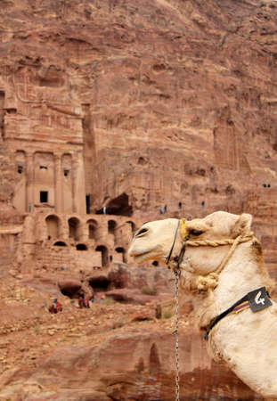Cammels at Petra, Urn Tomb in the background, Lost rock city of Jordan  Petraのeditorial素材