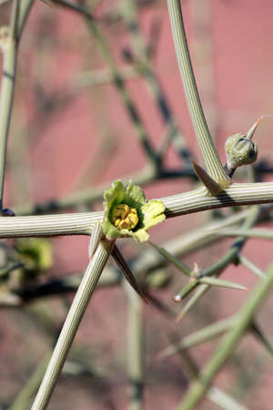  Nara  Xerophytic plant flower detail  Acanthosicyos horrida  in the sandy Namib Desert  South...
