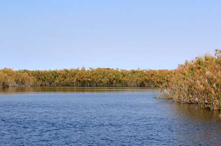 Okavango Delta water and  Cyperus papyrus  plant landscape  North of Botswana の写真素材
