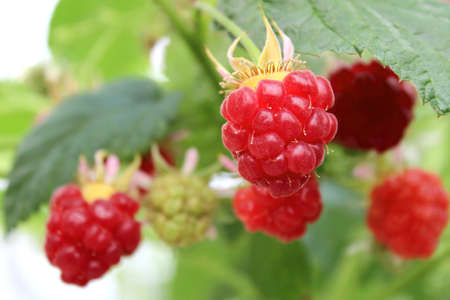 Detail of growing raspberrys in hydroponic plantation の写真素材