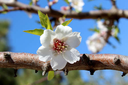 Blossom on sweet almond tree  Species  Prunus amygdalus, syn  Prunus dulcis, Amygdalus communis, Amygdalus dulcis , is a tree native to the Middle East and South Asia and was spread by humans in ancient times along the shores of the Mediterranean Region の写真素材
