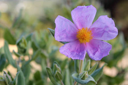 Bloom of Cistus albidus  Rock rose, Sun rose   A small shrubs of scrub and dry woodland regions of southern Europe and North Africa; grown for their showy flowers and soft often downy and aromatic evergreen foliageの写真素材