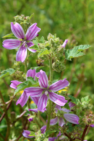 Lavatera cretica  syn  Malva linnaei  is species of flowering plant in the mallow family  It is...