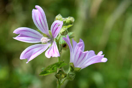 Lavatera cretica  syn  Malva linnaei  is species of flowering plant in the mallow family  It is native to western Europe, North Africa, and the Mediterranean Basin, and it is naturalized in areas with a Mediterranean climateの写真素材