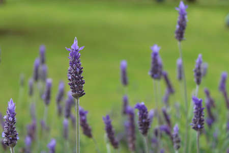 Lavandula dentata is a species of lavender, one of several species known also by Lavandula stoechas  Is native to the Mediterranean, the Atlantic islands and the Arabian peninsula  It is commonly grown as an ornamental plant and its essential oil is used の写真素材