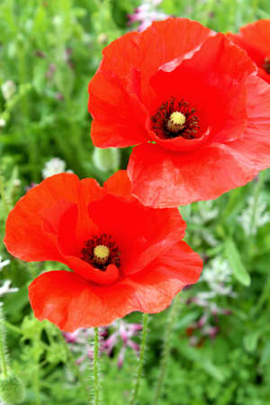 Papaver rhoeas, is a species of flowering plant in the poppy family, Papaveraceae. This poppy, a native of Europe, is notable as an agricultural weedの写真素材